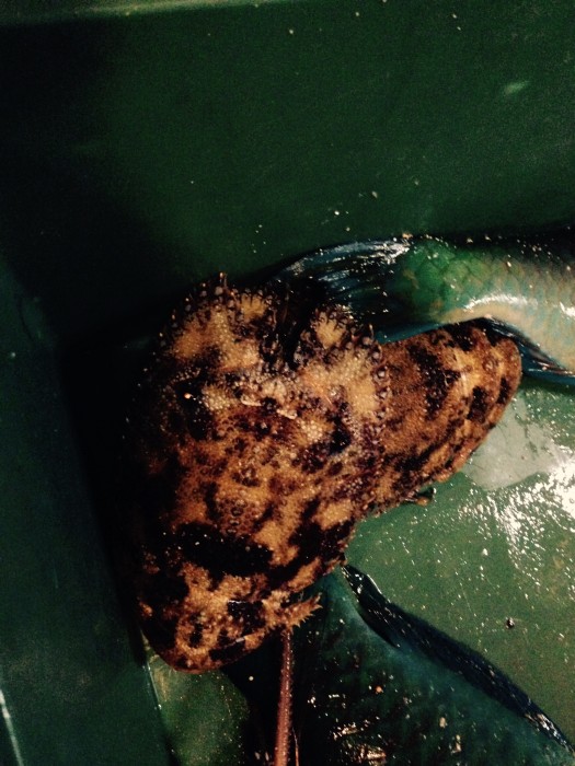 0151f5783c76e0522fe73eb3f5895b8f7f8ffdb91b