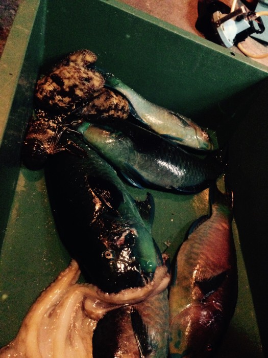 016b4f92c2013fa15d9856be2da13dc28eb4295e4e