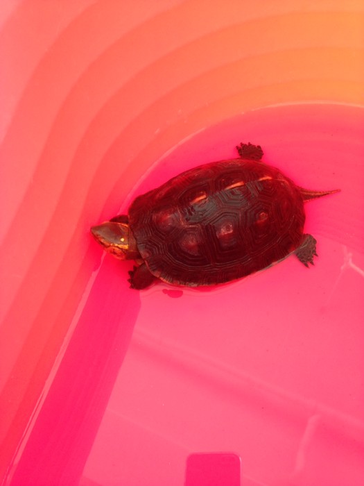 010d97e7f3b2b8491cf4f825079e4446ca97d932ba