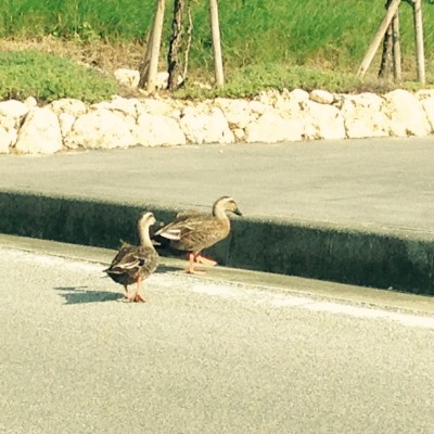 018ae2858270ecda461631e93099491cf6a68d2c0b