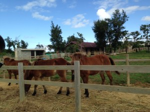 013da5bd447a805a37725f715fb6b62b070501098b