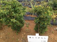 01db9d02e92603553549f6c012a3bcd999af2dcf0e