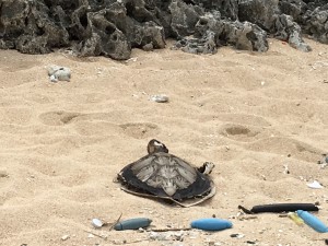 015f82ecf0757a2ce1858be2e4fc672ce6dff37ec5