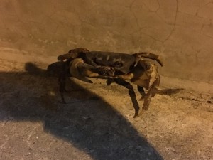 0123b05de542b9eefce79769235b0ccd00fd4ead88