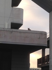 01a68c969f01d21a03f7b94c7c4d9b23735cb544a6