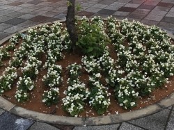 0103b0e3f3a0cac8de2652fc9256292f954c314a78