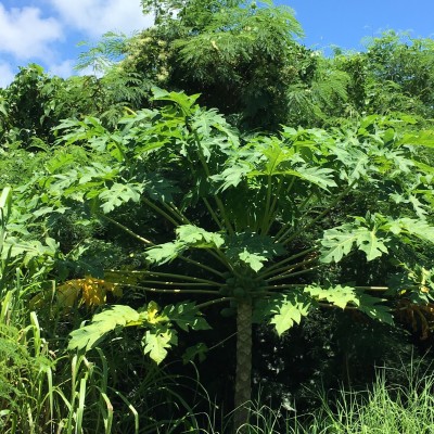 011836dbc45e4a951d35f3eeab4bbd04923e8f98c0