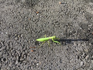 01d08d96c76f372dcb2027fb94727088029ed11eae