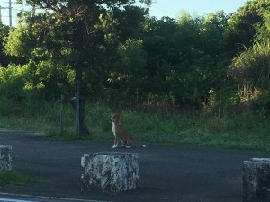 015036ad4054d637dcd337459e752b0513249243a1