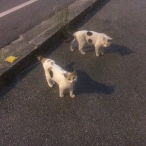 0142e04b2a36461efd3f990059ede31ee3b256898d