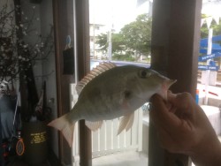 014e00bc8185882d074757e89d37bdd4e42928d4f6-%e3%82%b3%e3%83%94%e3%83%bc