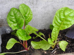 DSCN0111 - コピー