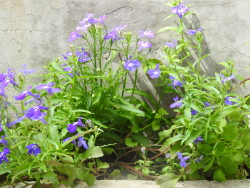 DSCN0138 - コピー