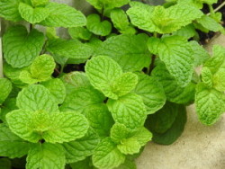 DSCN0106 - コピー