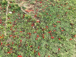 01366039ee56fed0a51c69f962ed714f08eaf0fa56