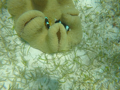 DCIM100GOPROGOPR0516.