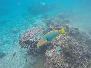 DCIM100GOPROGOPR0594.