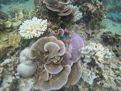 DCIM100GOPROGOPR0948.