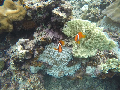 DCIM100GOPROGOPR0949.