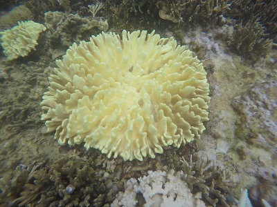 DCIM100GOPROGOPR0974.