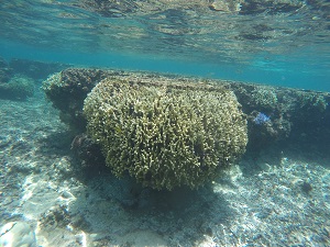 DCIM101GOPROGOPR1152.