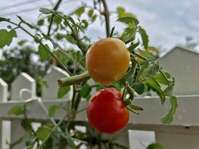 019744cb2ea019209d8c1df4c3894a8e8c2e12a26a