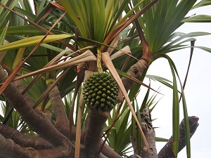 DSCN1322 - コピー