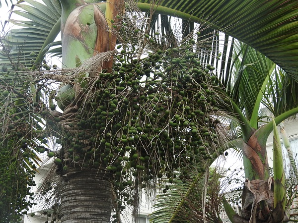 DSCN1317 - コピー