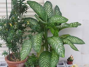 DSCN1319 - コピー