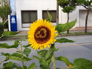 011da8f2ce39678cda620c0bb6761d6c0dbdc982ae