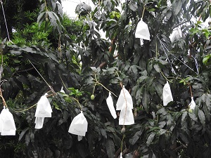 DSCN1782 - コピー