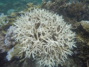 DCIM100GOPROGOPR0954.