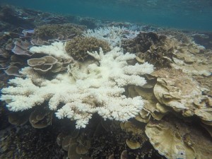 DCIM100GOPROGOPR0956.